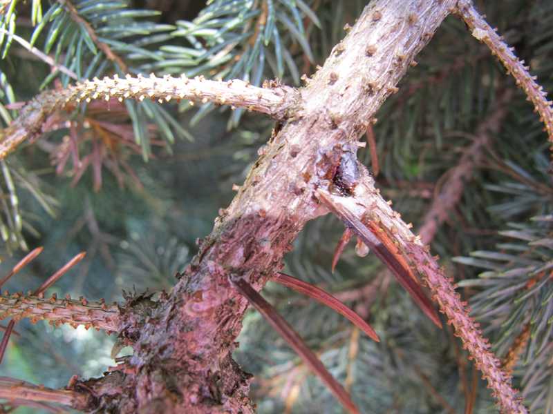 Needlecasts and evergreen tip blights